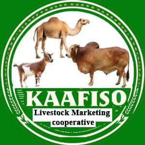 Kaafiso Livestock 